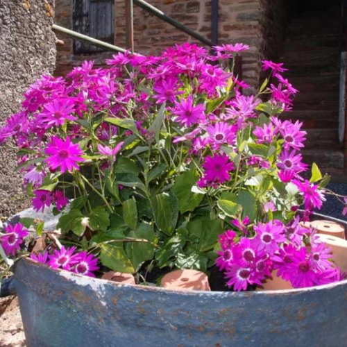 Flowers in a pot at Self Catering Family Farm Cottage at Heath Farm in Craven Arms Shropshire