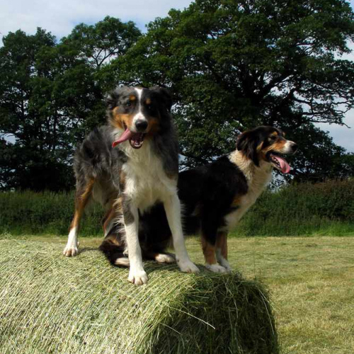 Two Dogs Upper Heath Farm on Bales