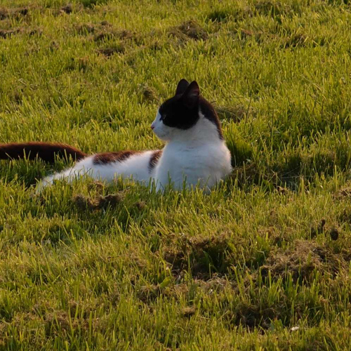 Family Cat lazing on the grass at Upper Heath Farm Accommodation in South Shropshire UK