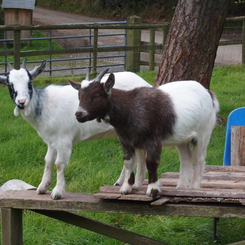 Goats at Self Catering Farm Cottage Accommodation in Shropshire, England