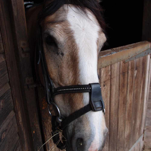 Horse at Self Catering Farm Cottage Accommodation in Shropshire, England