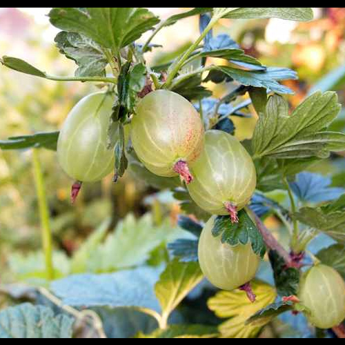 Fruit Growing at Self Catering Farm Cottage Accommodation in Shropshire, England