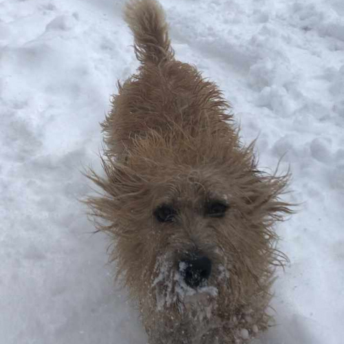 Friendly Family Dog enjoying the snow at Upper Heath Farm in Craven Arms Shropshire