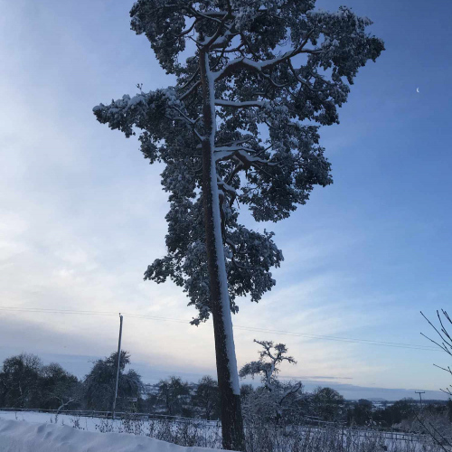 Tree in the wintery snow at Upper Heath Farm in South Shropshire