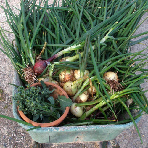 Bulbs in the garden at Upper Heath Farm